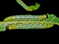 Euura miliaris larvae